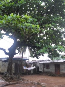 Vorgarten in Kribi mit Strandbaum