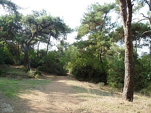 Spaziergang durch die Pinienwälder