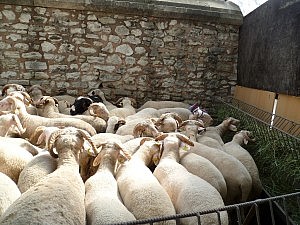Die Tiere können ausgesucht werden. Einer der Widder links hat ein Tuch um die Hörner gebundne.