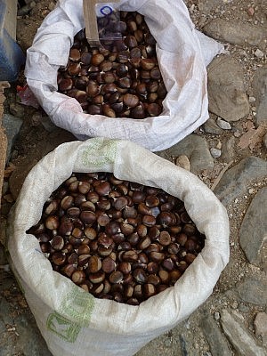 Die Kastanien gibt es hier säckeweise