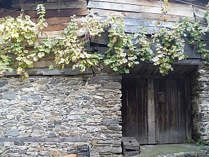 Der Wein rankelt sich an vielen Häusern entlang