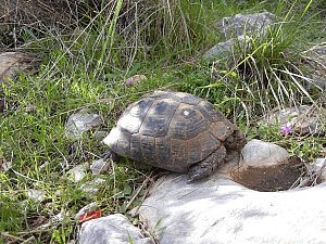 Eine Schildkröte kreuzt unseren Weg