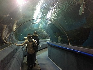 Besagter Tunnel des Aquariums