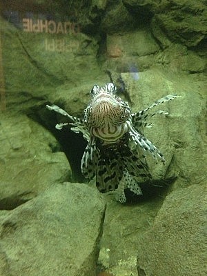 Fisch im Aquarium