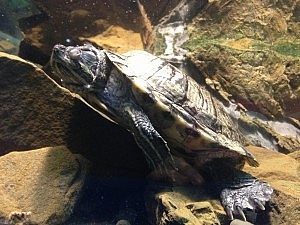 Schildkröte :)
