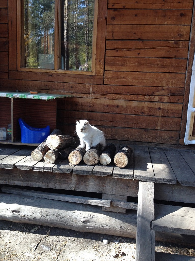 Ein kleines Kätzchen für Marvin