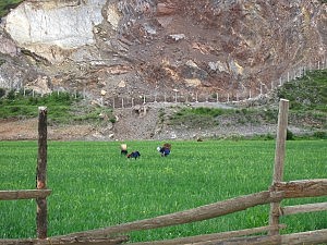 Frauen in den Feldern