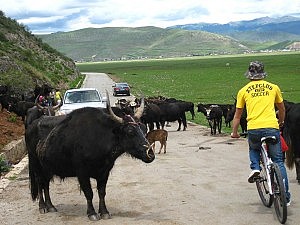 Yaks auf der Straße