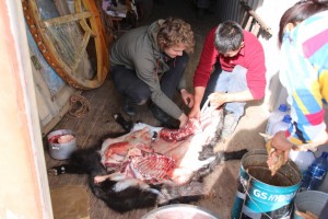 mongolian way to butcher a goat