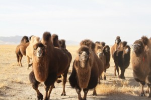 more Camels