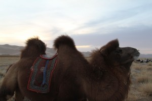 Camel ready to ride