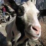 yunnan22_tiger10_ziege