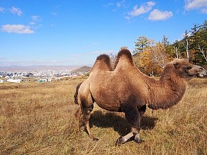 Kamel vor Ulaanbaatar