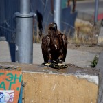 Adler sind beliebte Tiere in der Mongolei