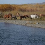 Eine Pferedeherde überquert den Fluss