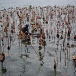 Das Schilfmeer am Westsee in Hangzhou