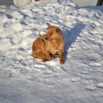 Ein Hund im Schnee - die mongolischen Hünde halten auch in den kalten Monaten durch