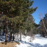 Der Spaziergang durch den Wald gehört zum positiven Naturerlebnis