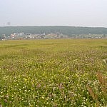 Blumen in allen möglichen Farben - so etwas gibt es in der Mongolei nur selten, oder besser gesagt kaum