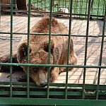 Im großen ethnographischen Museum gab es auch einen Naturteil - einen kleinen Zoo, u.a. mit Braunbären