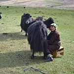 Eine Nomadin beim Melken eines Yaks