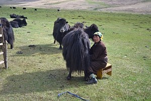 Eine Nomadin beim Melken eines Yaks