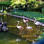 In Hongkong gibt es viele Stadtparks, immer wieder sieht man verschiedene Tiere. Hier: Flamingos