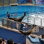 Im "Ocean Park" gab es auch eine Seeshow mit Delfinen und Seelöwen