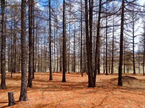 Bildschirmfoto 2015-05-11 um 12.53.18