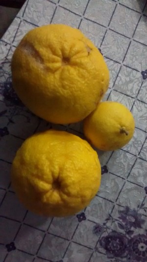 Nur zum Einordnen, die kleine Zitrone hat die normale Größe :D
