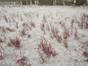 Die auf Salz wachsende Pflanze "Salicornia", die sehr salzig schmeckt
