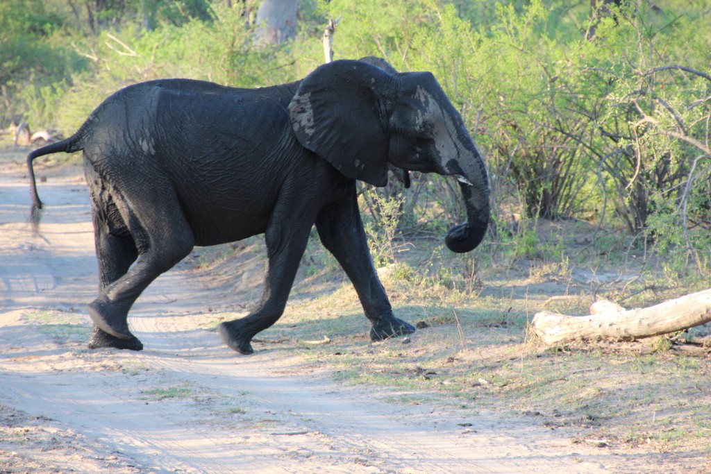 Colonal Hathi gesichtet!