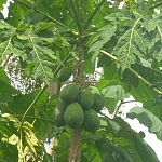 P1110385 Papaya