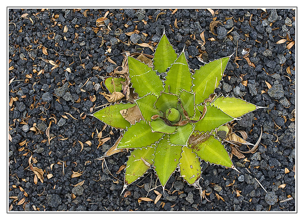 Im-Lava-Geroell-a18690207