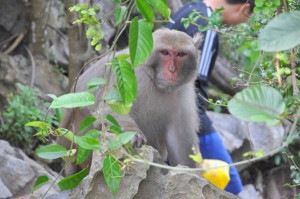 monkey_angry