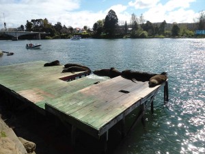 Seehunde in Valdivia