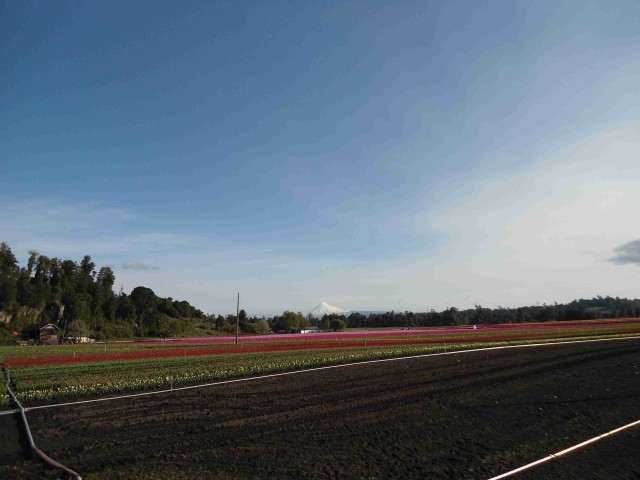 Blumenfeld mit dem Vulkan Osorno im Hintergund