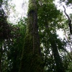 Der "kalte" Regenwald