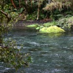 Der "kalte" Regenwald