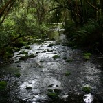 Der "kalte" Regenwald