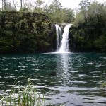 Der "kalte" Regenwald