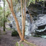 Der "kalte" Regenwald