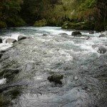 Der "kalte" Regenwald