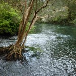 Der "kalte" Regenwald