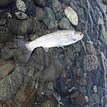 Und noch eine Regenbogenforelle