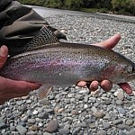 Una trucha arcoíris