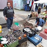 Feria in Calbuco Feria in Calbuco