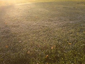 Raureif auf den Wiesen