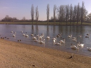 Schwäne und Wildgänse auf Zwischenstopp an der Korana