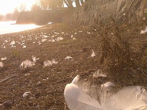 Und aus zwölf Schwänen wurden zwölf Prinzen...